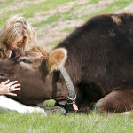 Власти Австрии просят жителей перестать целовать коров